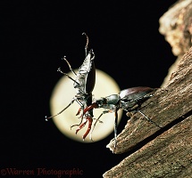 Male stag beetles fighting