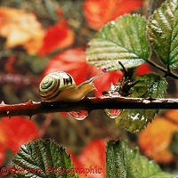 Banded snail and raindrops