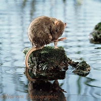 Brown rat on rock in water