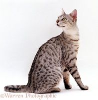 Silver Egyptian mau female cat looking over shoulder