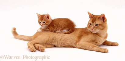 Ginger father cat and kitten