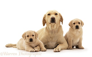 Yellow Labrador Retriever bitch with two puppies