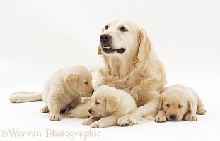 Yellow Labrador Retriever bitch with three young puppies