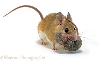 Spiny Mouse carrying baby