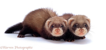 Two domestic Ferrets, 6 weeks old