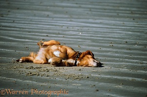 Dog rolling on sand