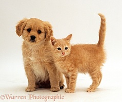 Puppy and ginger kitten