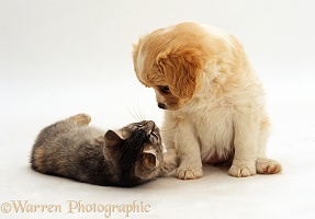 Cavalier x Spitz puppy and blue tabby kitten