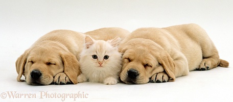 Cream kitten and Yellow Labrador Retriever puppies