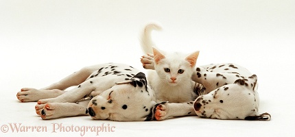 Sleeping Dalmatian pups and white kitten