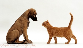 Ginger kitten and Saluki Lurcher puppy