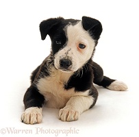 Border Collie x Staffordshire Bull Terrier pup