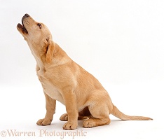Yellow Labrador Retriever puppy howling