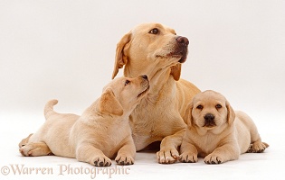 Yellow Labrador Retriever bitch lying with two puppies