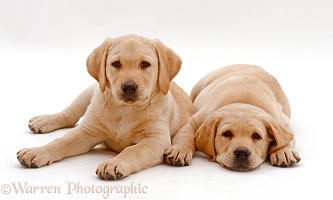 Two Retriever pups