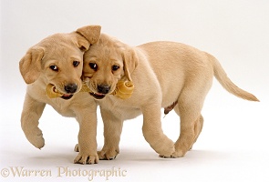 Retriever pups with rawhide chew