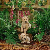 Cute Labrador puppies with fence and flowers