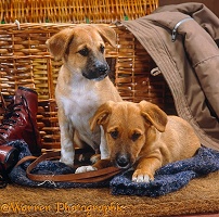 Two mongrel puppies and clothes basket