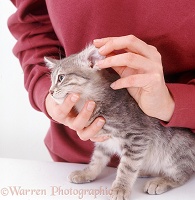 Examining the ear of blue-spotted tabby kitten