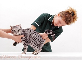 Vet nurse examining Silver Spotted cat