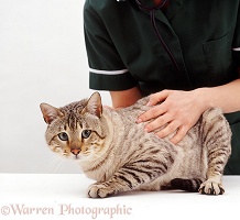 Vet nurse examining Bengal cat
