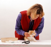 Vet examining a fluffy ginger-and-white kitten
