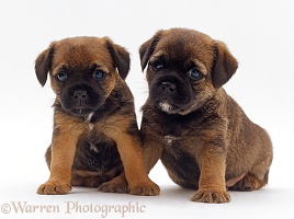 Border Terrier puppies
