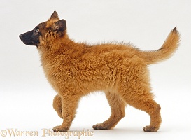 Belgian Shepherd puppy