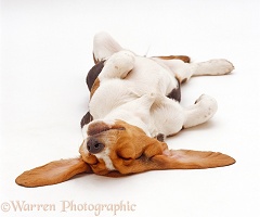 Basset Hound, sleeping upside