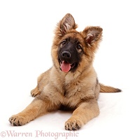 Alsatian puppy, lying down with head up