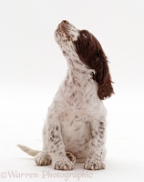 English Springer Spaniel puppy expecting a treat