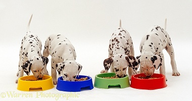 Dalmatian puppies eating from bowls