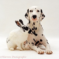 Dalmatian lying down with a black-and-white rabbit
