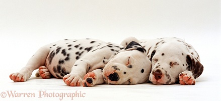 Two Dalmatian puppies asleep