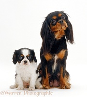 Cavalier King Charles Spaniel and pup