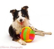 Border Collie with ball