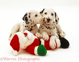 Two Dalmatian puppies playing with a toy Father Christmas