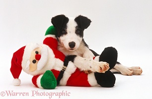 Border Collie puppy playing with toy Father Christmas