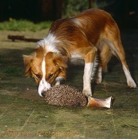 Dog sniffing a Hedgehog