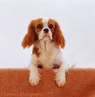 Cavalier with paws up