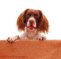 English Springer Spaniel face portrait with paws up on wall