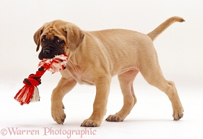 English Mastiff pup with ragger toy