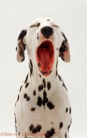Dalmatian yawning portrait