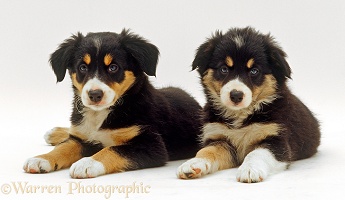 Two tricolour Border Collies puppies
