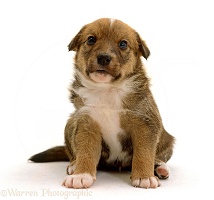 Lakeland Terrier x Border Collie puppy, 4 weeks old