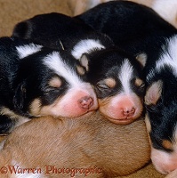 Sleeping Border Collie puppies