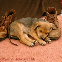 Brown puppy asleep with shoes