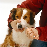 Administering a salt solution to a dog