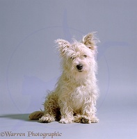 West highland white terrier, un-groomed