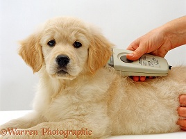Checking Retriever puppy for identity chip
